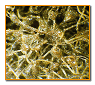 Picture of aluminum oxide scotchbrite™ material at a microscopic